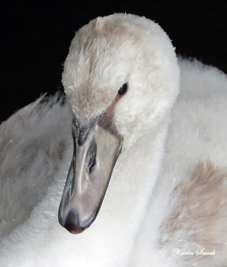 "Beautifull juvenile swan..."