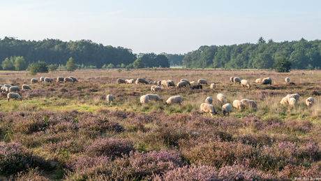 Schaapskudde en heide in Exloo