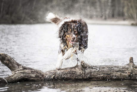 Knubbel jumping over a log