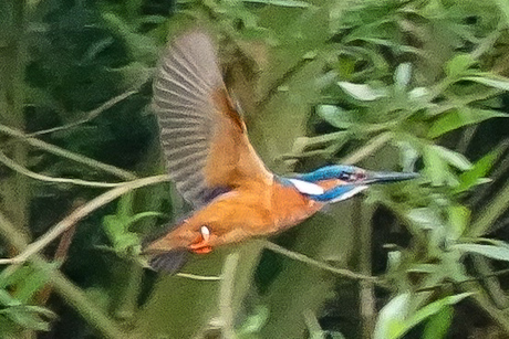 IJsvogel