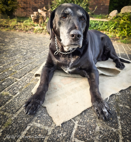 Jojk,  een lieve oude man.
