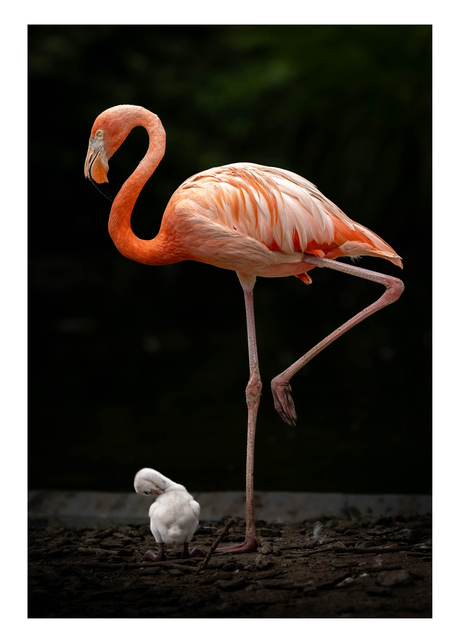 Flamingo!