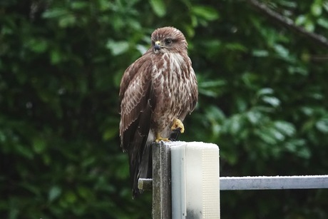 Buizerd 