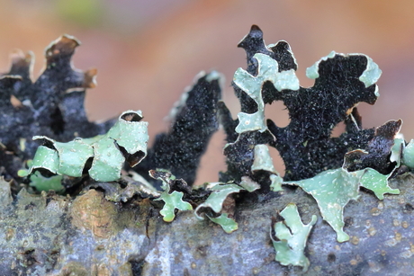 Geen vuiltje aan de lucht