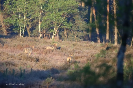 Ontmoeting van vanmorgen.