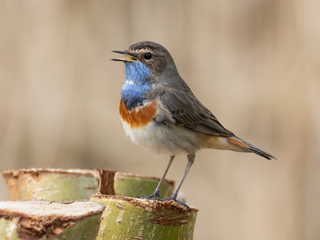 Blauwborst