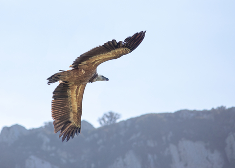 Griffon Vulture (Gyps fulvus)