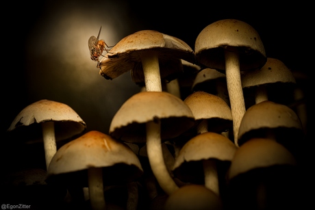 vlieg op paddenstoel