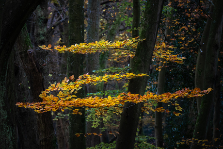 Laatste restje herfst