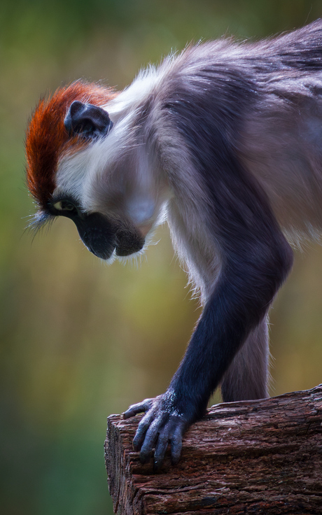 Roodkruinmangabey