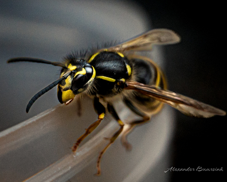 Ze zijn er weer…….