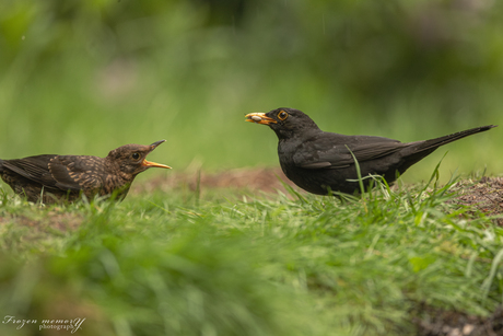 Juveniele merel wordt gevoerd door vader