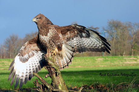 Buizerd zet zijn vleugels uit