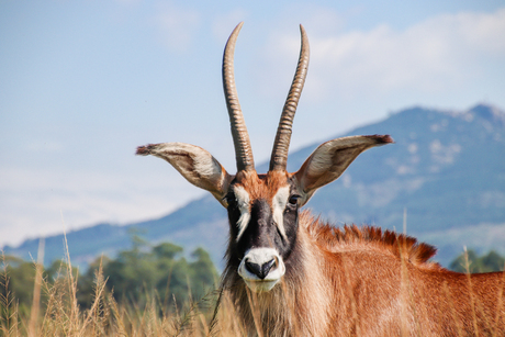 Roan Antilope