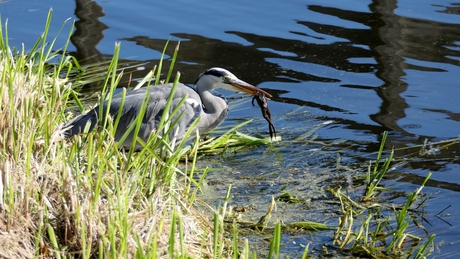 Reiger met hapje