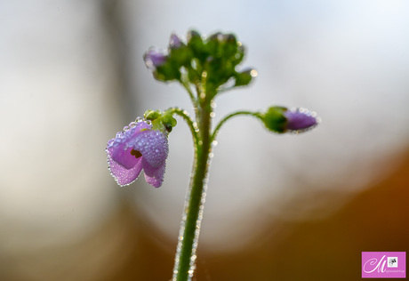 Met Pasen al Pinksterbloemen