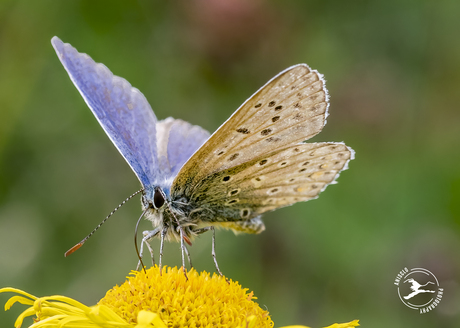 Snoepen van de laatste nectar van 2024