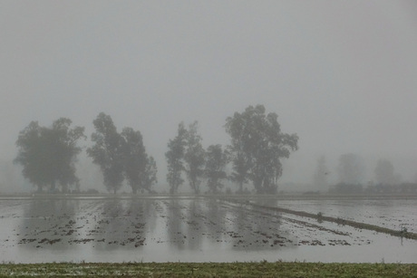 Nederland / .....neee