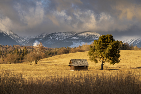 Tatra