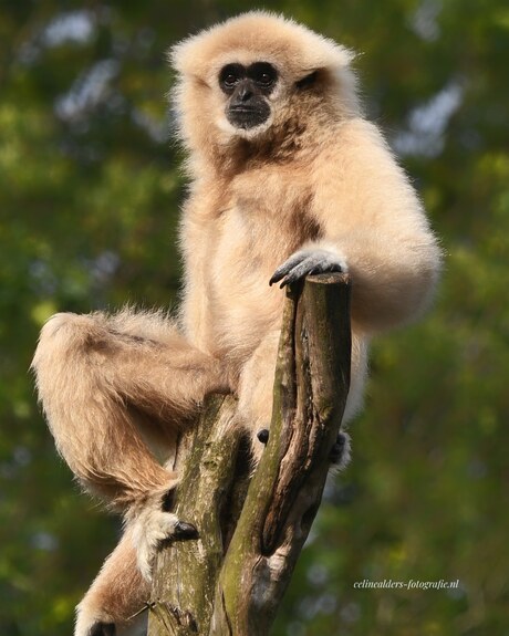 Chillen in de ochtendzon