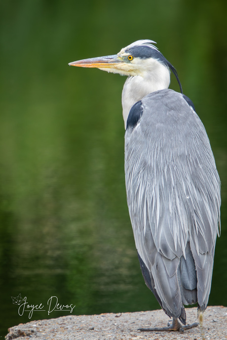 " Grijze Majesteit "