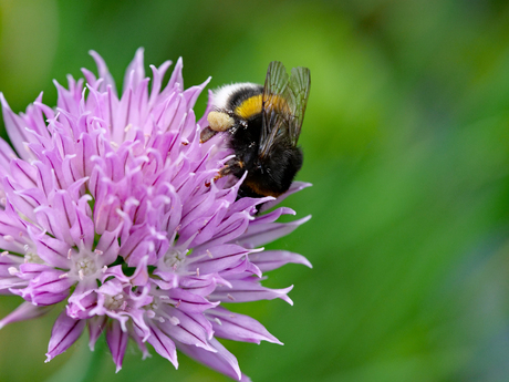 Hommel