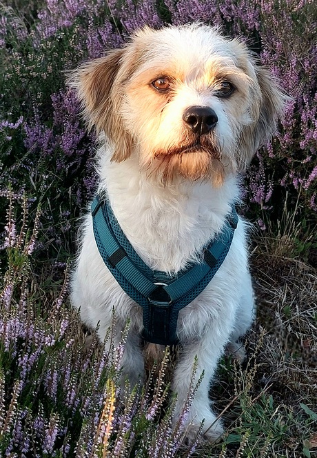 Zomer 2025 macho op de heide