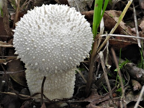 Witte paddenstoel met stekels