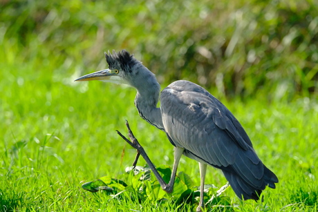Blauwe reiger van dichtbij 