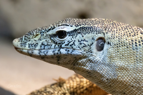 Varanus 