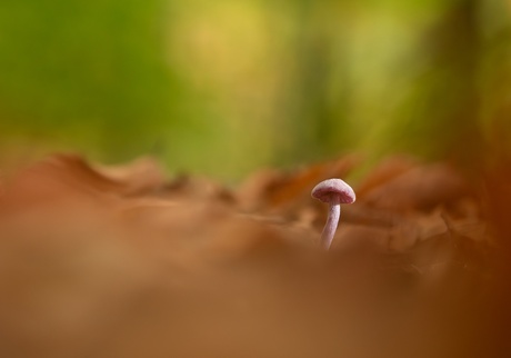 Alleen in het bos. 