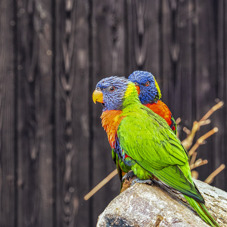 Ik hou je in de gate