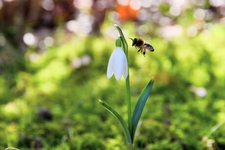Bij sneeuwklokje