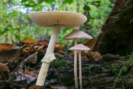 ONDER  MOEDERS............