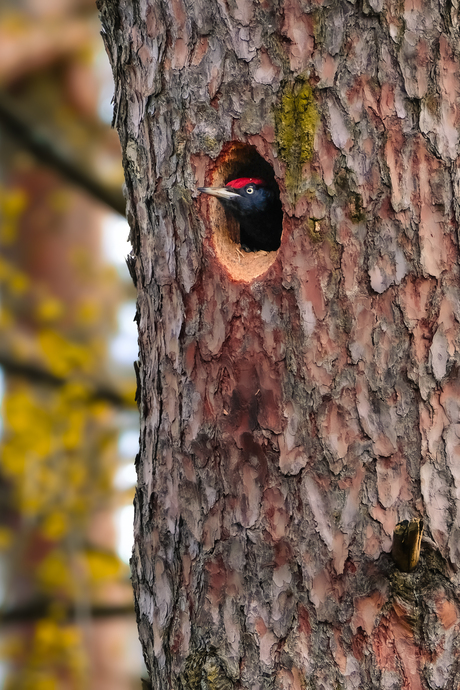 Zwarte specht op de uitkijk