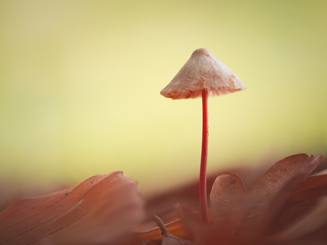 paddenstoel in een herfstig sfeertje
