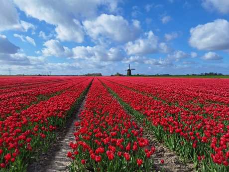 Tulpen + molen