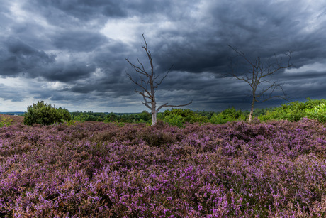 Heide met dreigende lucht