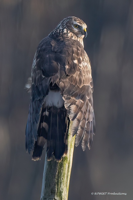 Blauwe kiekendief (vrouwtje)