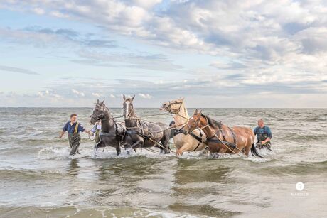 Paarden in Waddenzee 