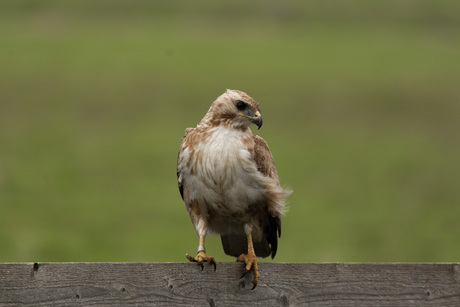 Buizerd