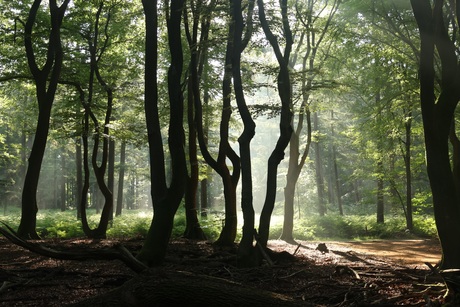 Het dansende bos
