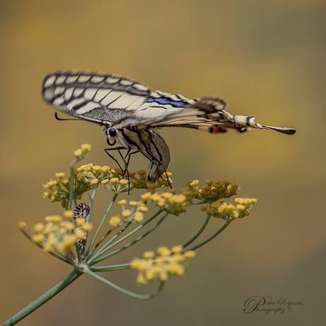 Eitje - rups - vlinder