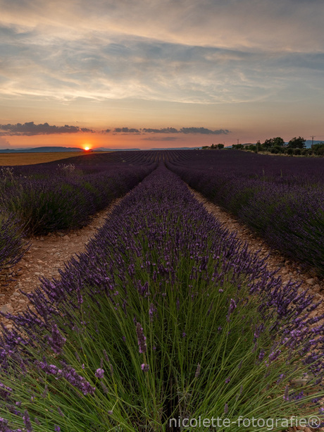 Sunset al lavenderfields