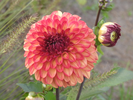 Dahlia's uit eigen tuin 