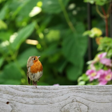 robin