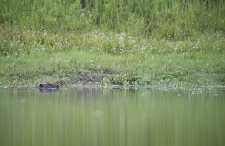 Zwemmende bever