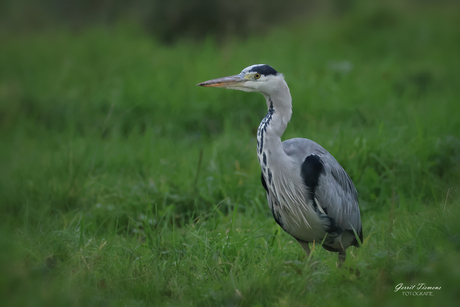 Blauwe reiger