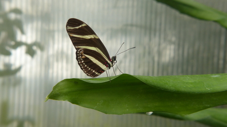 Zebra vlinder