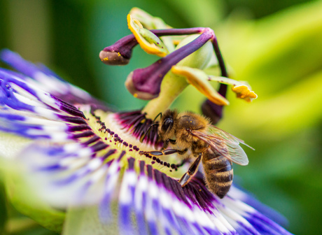 De bloemetjes en de bijtjes